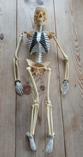1950s skeleton educational articulated model