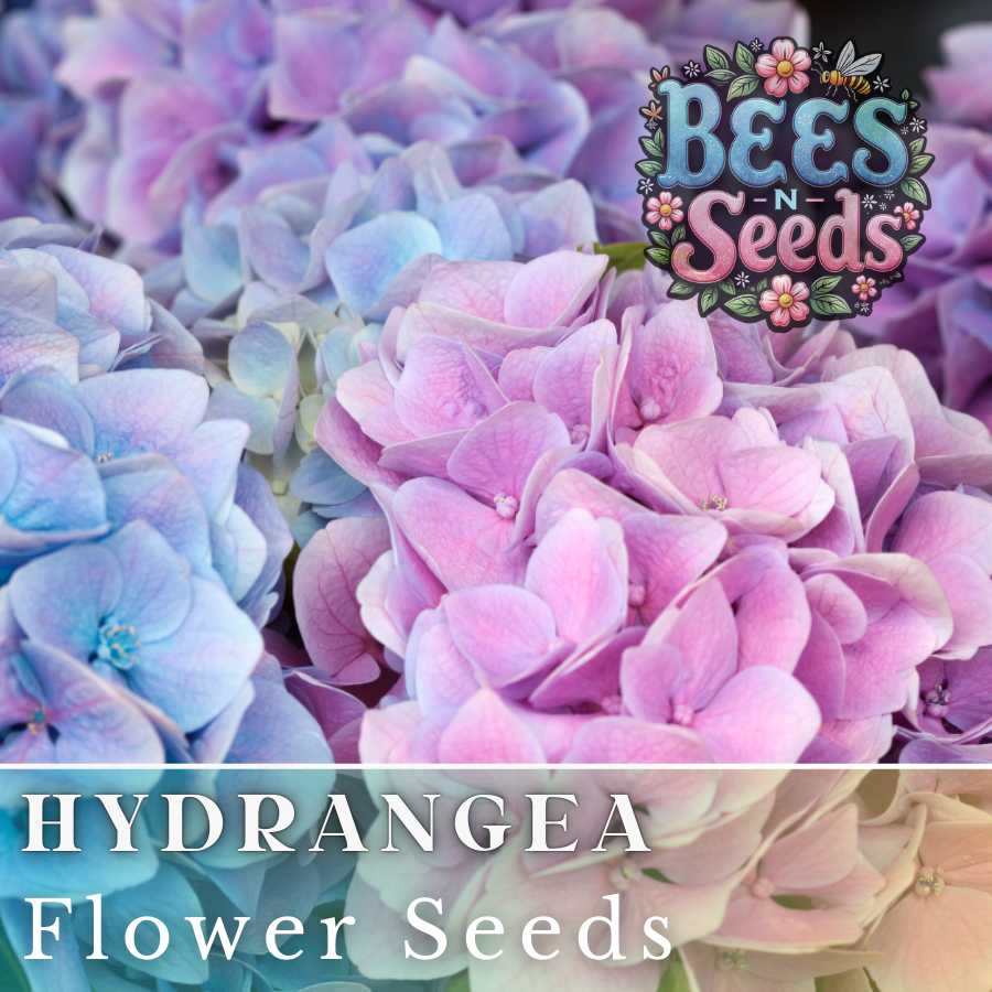 Spring Mix Hydrangea Seeds Non-GMO Packet 85 or 250 Seeds