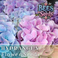 Spring Mix Hydrangea Seeds 85 or 250 Seeds Flower, Flower Seeds, Non GMO