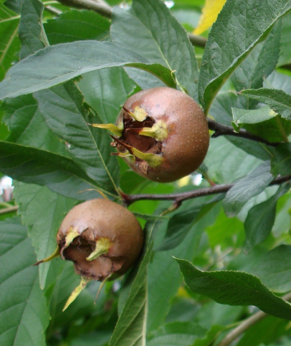 Néflier d'Allemagne Mespilus germanica arbre fruitier rustique en pot