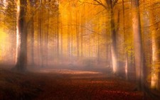 Landscape nature fall leaves forest mist path trees Custom Gaming Mat Desk