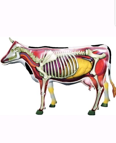 Modo VISIBLE COW Veterinary Educational Animal BOVINE Anatomy Model 4D Master - Picture 2 of 12