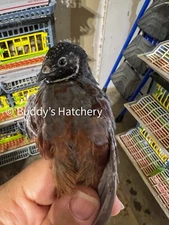 20+ Button Quail Fertile Hatching Eggs Quail NPIP and PT Tested