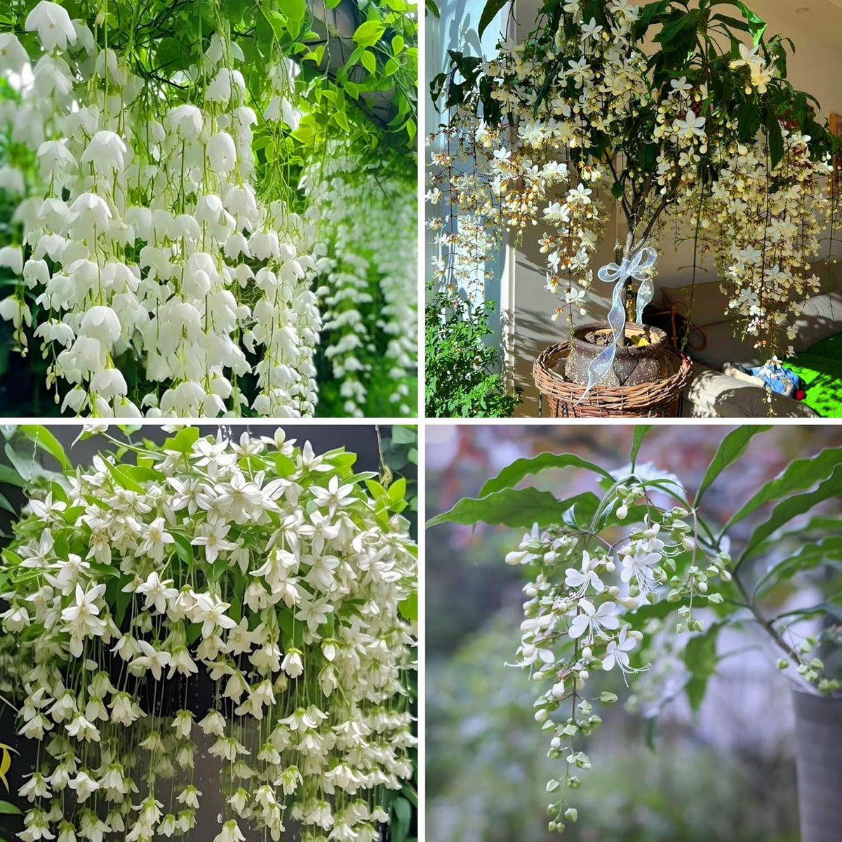 platinum blonde lavender plant Platinum Blonde Lavender Plants For Sale