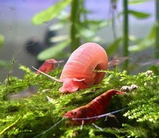 30  PINK Ramshorn Snails - LIVE - Home Tank Raised - Free Shipping  
