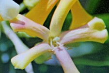 2 Seeds Australian Frangipani, Hymenosporum Flavum Fragrant Shrub #1055