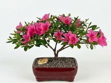 Live Satsuki Chinzan Azalea Bonsai Tree Pink Flowering Dwarf Evergreen Plant 10"