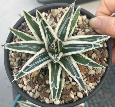 Rare Plant Cacti Live Agave VR White Rhino WYSIWYG Non-tissue culture Garden