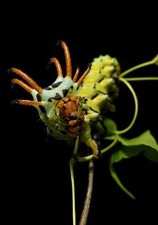 5X Regal Moth Eggs/RoyalWalnutMothEggs Hickory Horned Devil Caterpillar Eggs X5