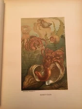 Animate Creation - 1885 - "HERMIT CRABS" - Chromolithograph by Prang-Selmar Hess