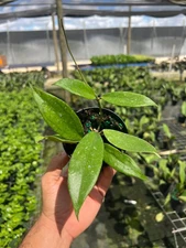 Hoya Jennifer | Wax Vine Plant | Live Indoor & Outdoor Tropical in 4" Pot