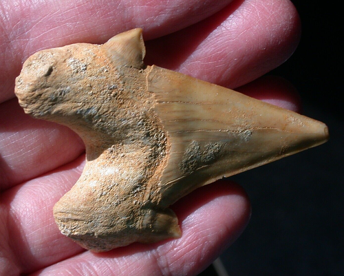 Großer Otodus Fossil Haizahn Megalodon Ahne 2,32 cm keine Restauration - Bild 4 von 9