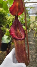 Nepenthes x 'trusmadiensis' x robcantleyi - clone #4: BE-4545 SMALL - pitcher