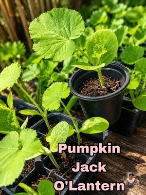 3 Pumpkin Jack O'lantern Live Organic plants