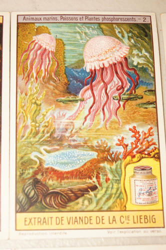 LIEBIG 6 CARD SET Marine Animals French Illustrated Lithograph Victorian ANTIQUE - Picture 3 of 15