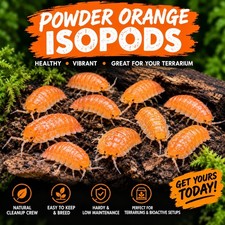15 Powder Orange Isopods Bioactive Cleanup Crew