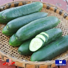 90+ Cucumber Seeds Poinsett 76 Non-GMO Heirloom Vegetable BOGO 50% OFF