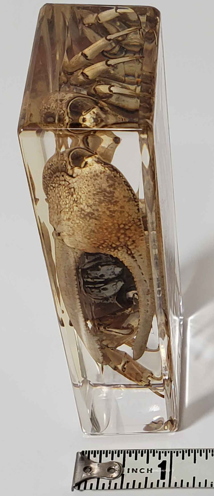Fiddler Crab Specimen in Resin, EXACT ITEM PICTURED, Real Specimen Paperweight
