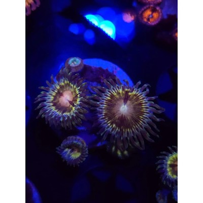 LCB Solar Storm Zoanthid Frag, WYSIWYG!