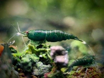 Green Jade Shrimp 🦐 5 +1 Pack HIGH Grade Neocaridina Freshwater Shrimp Aquarium Green Jade Shrimp 🦐 5 +1 Pack HIGH Grade Neocaridina Freshwater Shrimp Aquarium