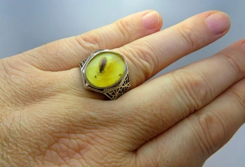 925 Sterling Silver Big Mens Ring with Fossil insect inclusion in BALTIC AMBER