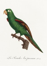 Eclectus Parrot, Eclectus Roratus #2 - 1800s - Francois Levaillant - Bird Magnet