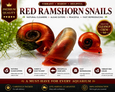 Live Red Ramshorn Snails  Tank Raised in Ohio  25  50 Count Available
