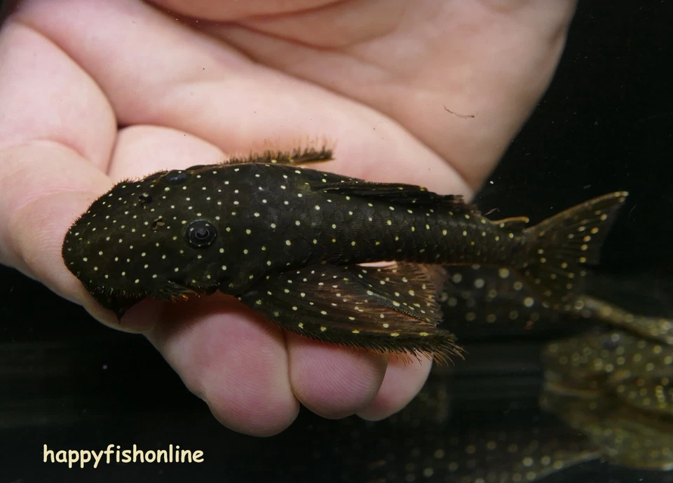 XL BREEDING PAIR OF L235 FLYER PLECOS! MASSIVE WICKED LIVE FISH! WC 12-13 CM - Image 4 of 4