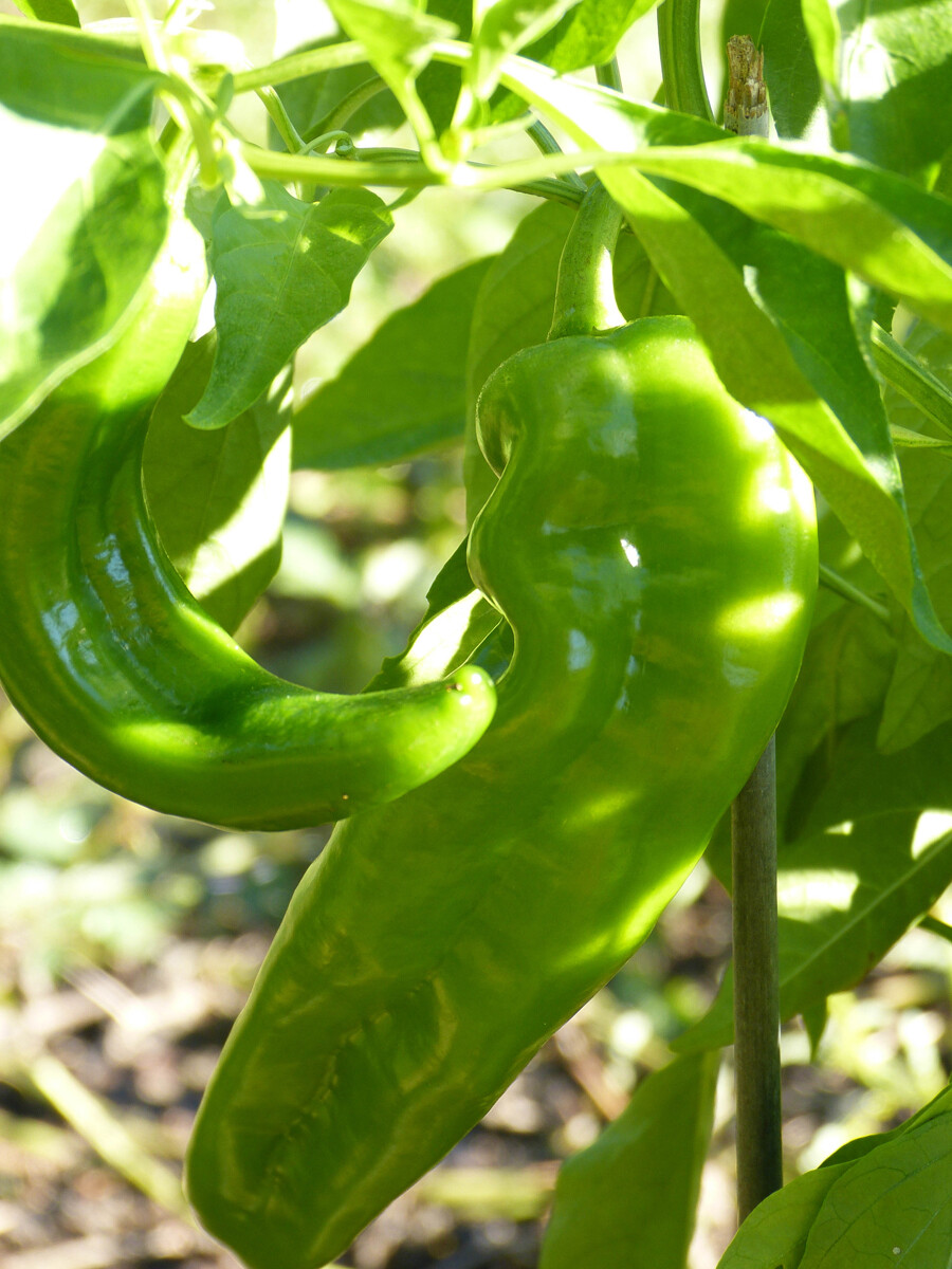 Hatch Lumbre Chili Pepper Seeds, NuMex, XXX Hot Green Chile, Ristra