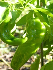Hatch Lumbre Chili Pepper Seeds, NuMex, XXX Hot Green Chile, Ristra, FREE SHIP