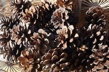 30 RED PINE CONES  PINECONES NATURAL  GREAT CRAFTS WREATH!