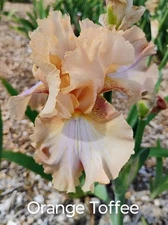 Tall Bearded Iris Rhizome ~ "ORANGE TOFFEE" ~ Fresh and Healthy ~ REBLOOMER