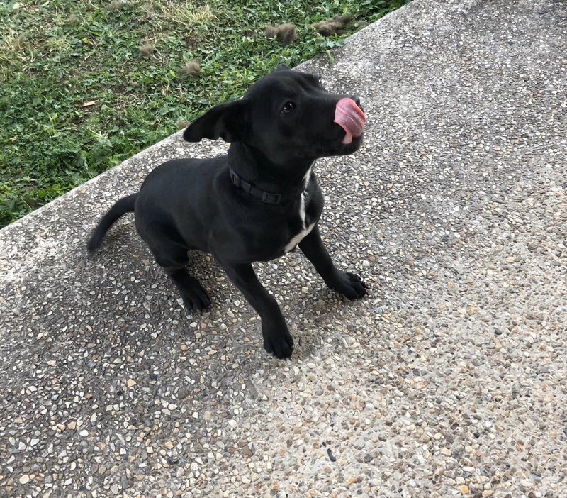 American Staffy Pup Dogs Puppies Gumtree Australia Brisbane South West Forest Lake 1254925881
