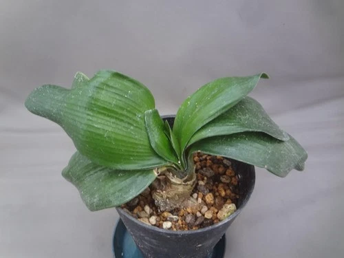 Chinese Clivia miniata 'Chinjutankei' unusual leaves [Must read description]