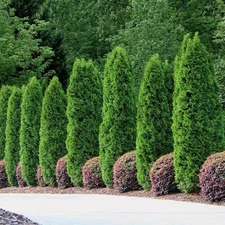 5 Emerald Green Arborvitae - Thuja occidentalis - Starter Plant