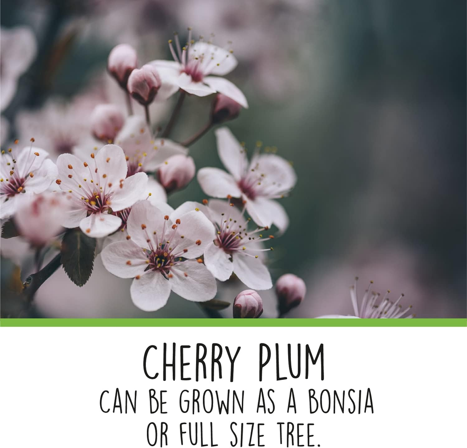 Grow Your Own Bonsai Tree Kit Cherry Plum Complete Beginner Starter