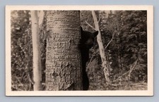 Antique black bear peeking from behind birch tree forest RPPC