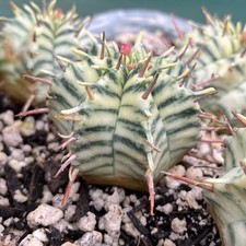 Euphorbia Meloformis Variegated Cactus Unusual Bareroot Succulent Plant #5