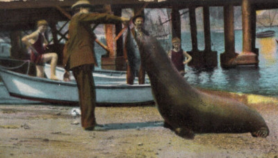 C1910 Feed Giant Seal Lion Santa Catalina Island CA Kids Dock Vintage Postcard