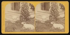 A dog laying on the grass and a cat standing on the stairs Old Photo