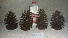 Jumbo, Huge Pine Cones - set of four - 7 1/2" tall through 8 1/4" tall.