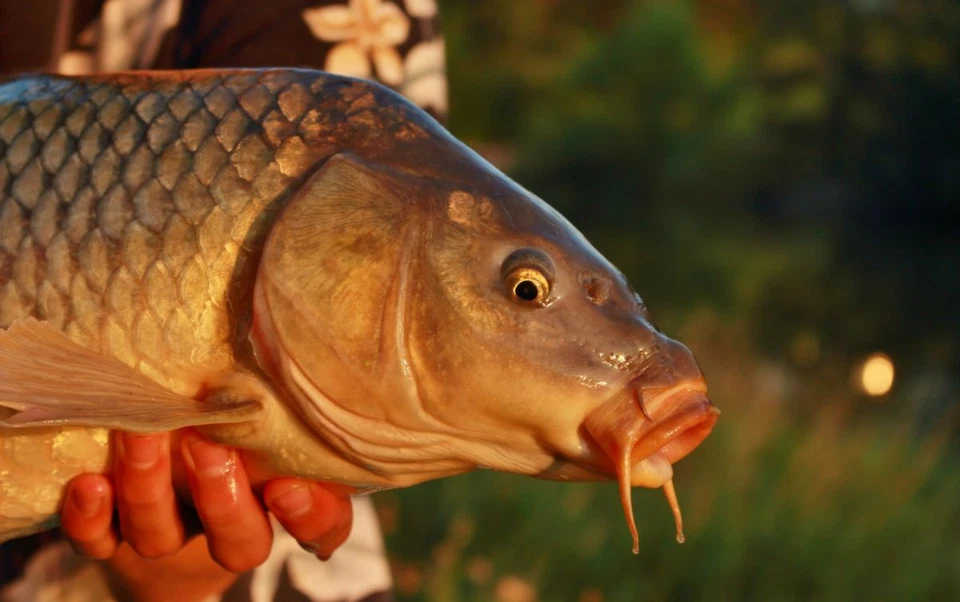 20 Quick change UK size 8 swivels carp barbel coarse fishing terminal tackle - Image 4 of 4