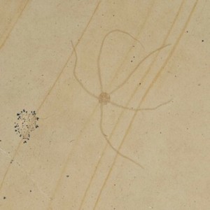 Geocoma Carinata Starfish Fossil Zandt, Germany