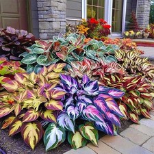 330 Mixed Color Hosta Seeds for Planting - Shade-Tolerant Perennials, Dual Use