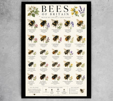 Bees Of Britain Chart Poster Print Framed Canvas Wall Art