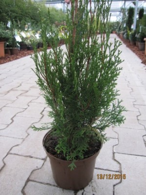 thuja occidentalis globuli d30 Nursery.ca