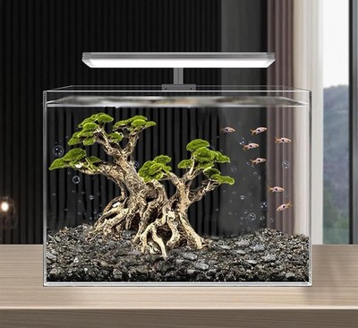 bonsai boom kopen Bonsai Den