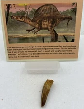 Spinosaurus Teeth Dinosaur F0SSIL Before T Rex Cretaceous J506