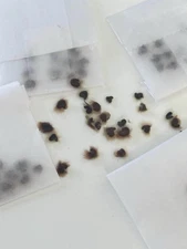 Rose Of Sharon ( Hibiscus Syriacus) Pack Of 10 Assorted Seeds ￼￼