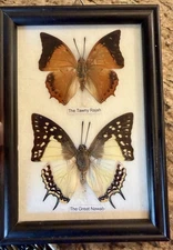 The Tawny Rajah & Great Nawab Butterfly Butterflies in Box Frame Taxidermy Art
